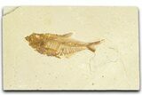 Bargain, Fossil Fish (Diplomystus) - Wyoming #367592-1